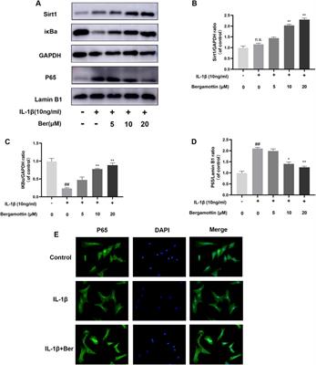 Bergamottin (Ber) ameliorates the progression of osteoarthritis via the Sirt1/NF-κB pathway